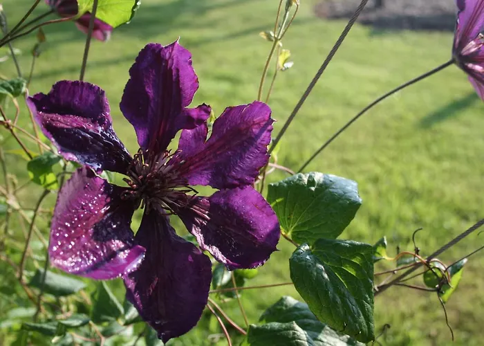 Waldbothgut Feriegård Linz