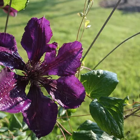 Waldbothgut Çiftlik konaklama Linz